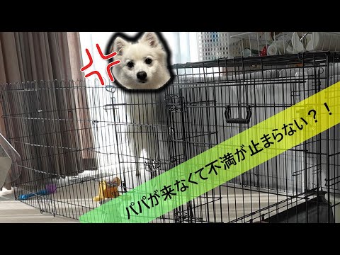 【日本スピッツ】パパのじれったい帰宅に文句が止まらない？！