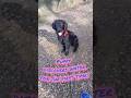 Flat coated retriever puppy discovers water for the first time.   #flatcoatedretriever #puppy #dogs
