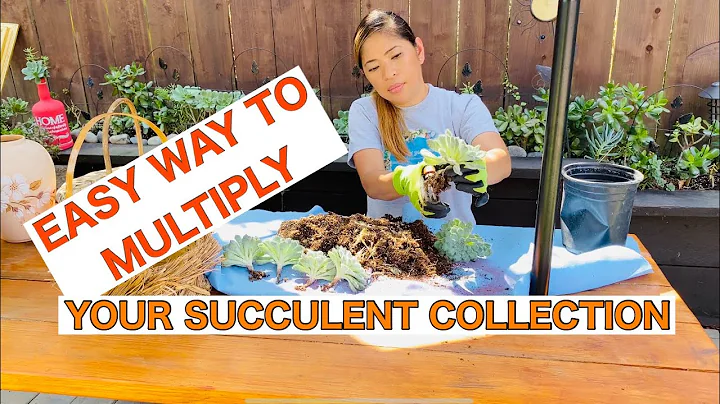 How to Propagate Succulents from Cuttings