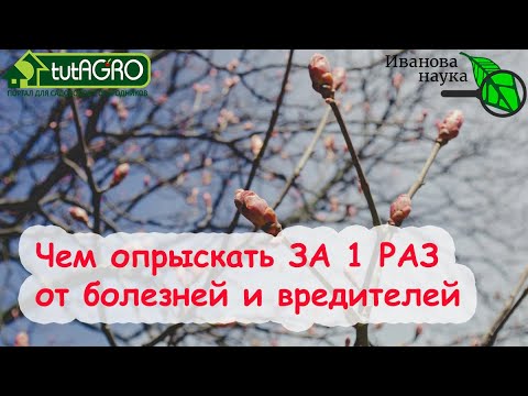 УНИКАЛЬНЫЙ РЕЦЕПТ XIX ВЕКА ДЛЯ ОБРАБОТКИ САДА, БОРЬБЫ С ГНИЛЬЮ, ПЕРОНОСПОРОЗОМ и ФИТОФТОРОЙ