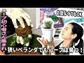 ハーブ初心者さん集まれ！狭いベランダでもハーブは育つ！苗から育ててみよう♪