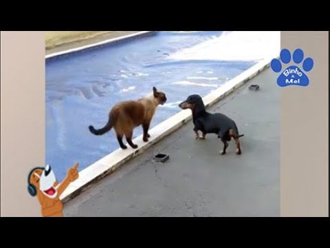 Animais engraçados - Cães e gatos engraçados - Binho e Mel #67