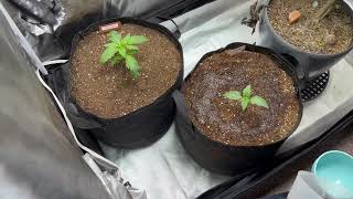 [2] Outdoor Grow 2025 - Germination Success!