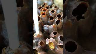 Liquid Gold from Tiny Bees | Rare Stingless Bee Honey Extraction #trending #trendingshorts