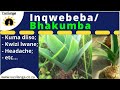 Medical Uses of inqwebeba (Bhakumba)... urginea altissima