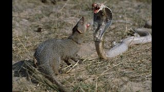 МАНГУСТЫ- бесстрашные защитники людей и ловкие убийцы. Мангуст в деле. Mongoose vs cobra
