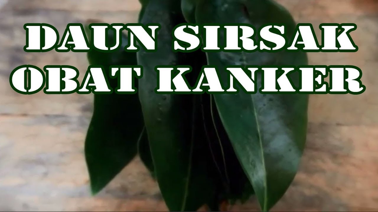 Daun Sirsak Obat Kanker 