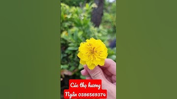 Cúc thọ hương - Ngọc Ngân Bến Tre 0386569374
