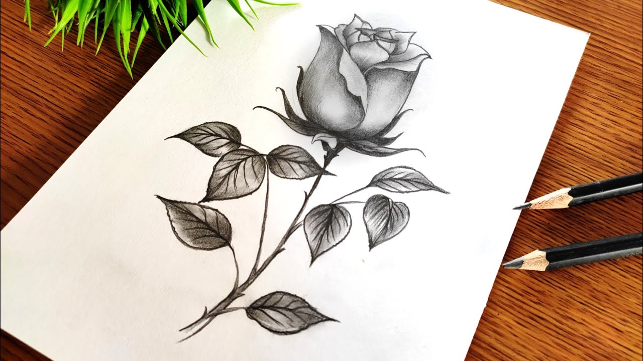 How to Draw a Easy Pencil Drawing - Step by Step | Rose Drawing ...