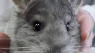 bobbies chinchillas