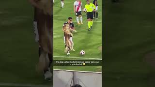Dog Rushes Soccer Field For The Ball