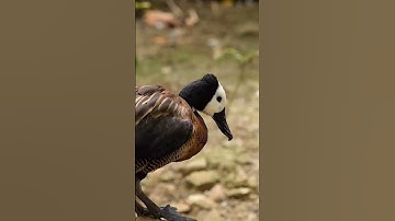 🦆 White faced whistling duck 🦆