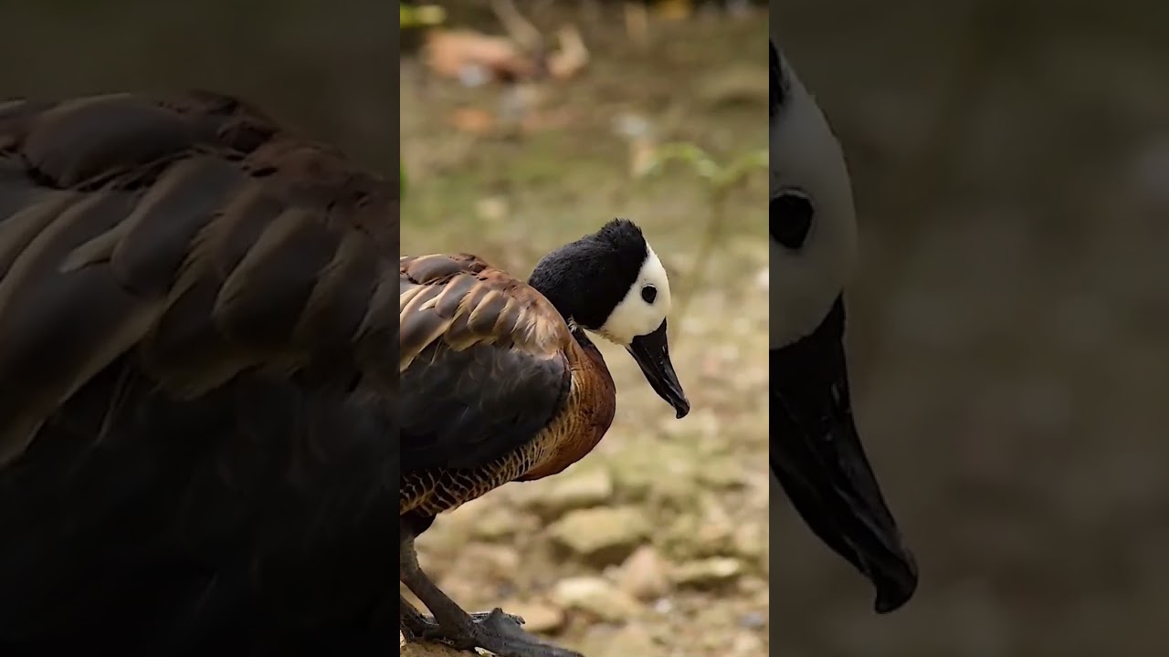 🦆 White faced whistling duck 🦆