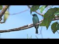 Turquoise flycatcher eumyias panayensis  gunung mahawo nr tomohon indonesia sulawesi 1732024