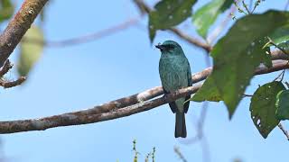 Turquoise Flycatcher (Eumyias panayensis) - Gunung Mahawo nr. Tomohon (Indonesia Sulawesi) 17-3-2024