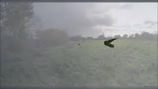 Pheasant Game shooting Hunting in Ireland Shotkam