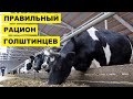 Кормление голштинских коров | Способы откорма | Откорм КРС | Коровы | Голштинские коровы