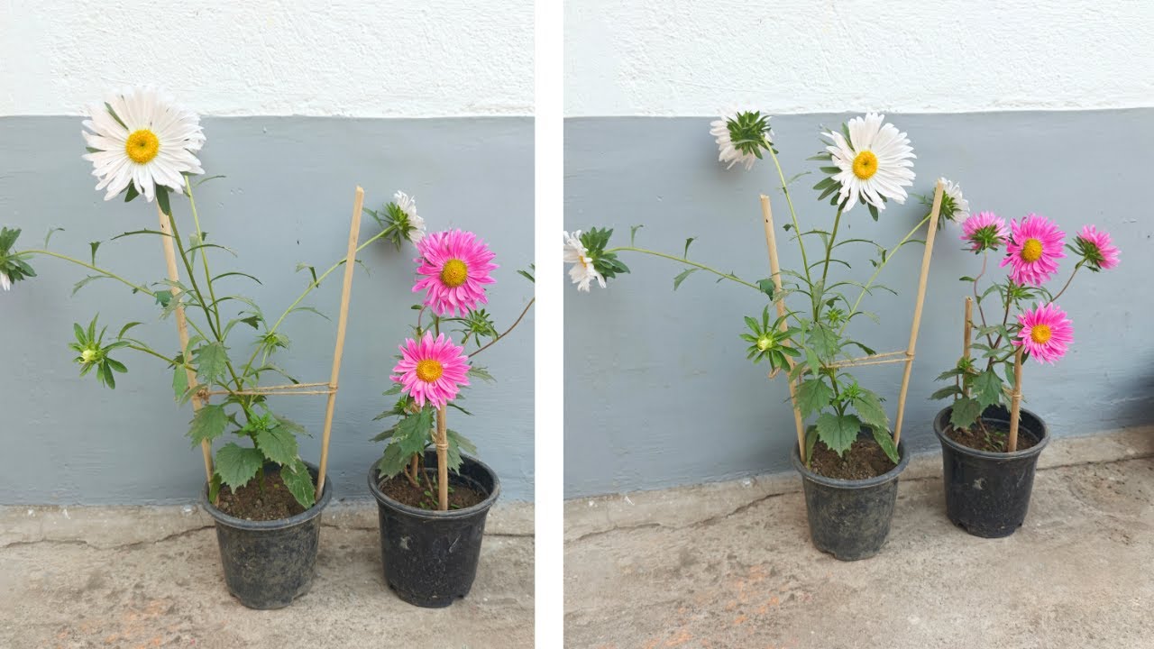 Aster Winter Flower Growing in Our Home Garden | Low-Maintenance & Low Care | Winter Bloomer 
