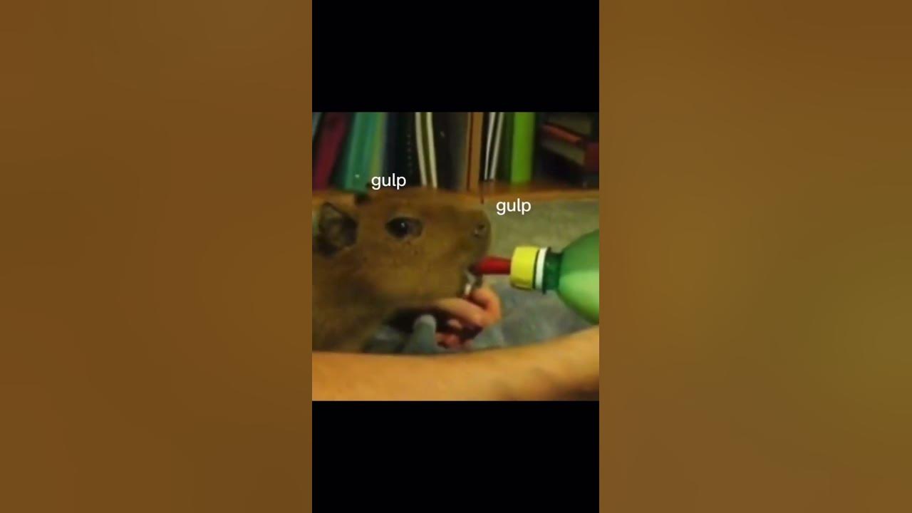 Did sombody say SALAMI GULP GULP funnysalamieditviralgulpllike