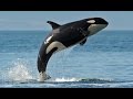 Косатка - Killer Whale (Энциклопедия животных)