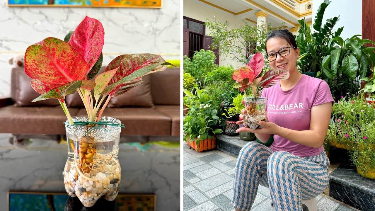 Увеличьте внутреннее пространство с помощью растений и как эффективно охладить жилое пространство