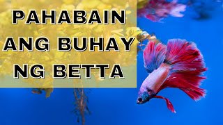 Paano Magalaga ng Betta Fish (Tagalog Detailed Guide) | Raffle Winner & New Giveaway