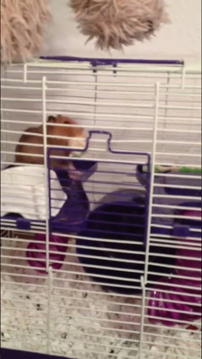 Hamster just can't handle corn