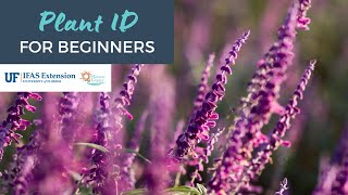 Plant ID for Beginners