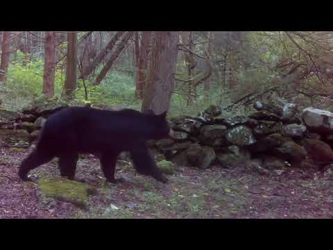 bear families coming and going - late september 2026