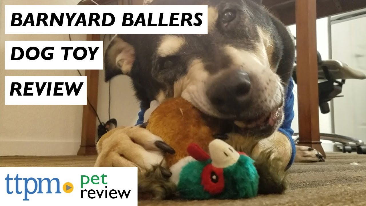 petco hours Barnyard Ballers Pig, Ball Bird Pheasant and Ruffian Cow Dog Toys from Steeldog LLC