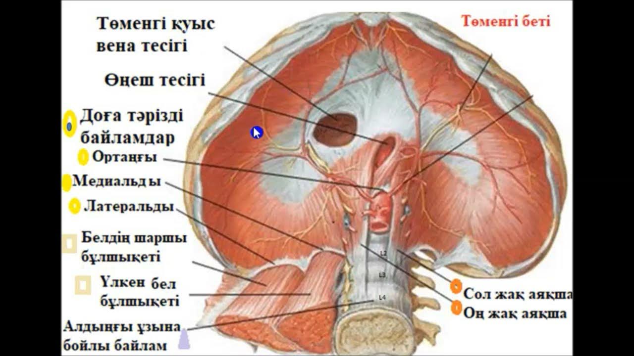 Олар жалаңаш қызды аңдыған Ер адам кибертері бар әйелді трахает.