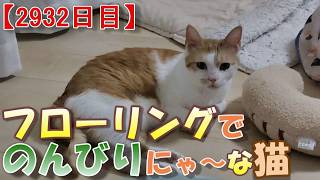 2932目】フローリングでのんびりにゃ～な猫【かわいい・面白い】～The