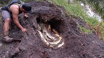 THE DISCOVERY OF GIANT PYTHON BUNTET SNAKE IN HOLE | MANDA ADVENTURE | PYTHON SNAKE EVACUATION