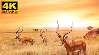 4K African Wildlife  Great Migration, Serengeti National Park to the Maasai Mara, Kenya