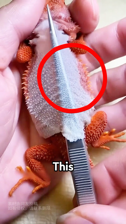 Heartwarming Chameleon Rescue
