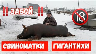 391‼️ЗАБОЙ НА 350 КГ СВИНОМАТКИ ГИГАНТИХИ ‼️