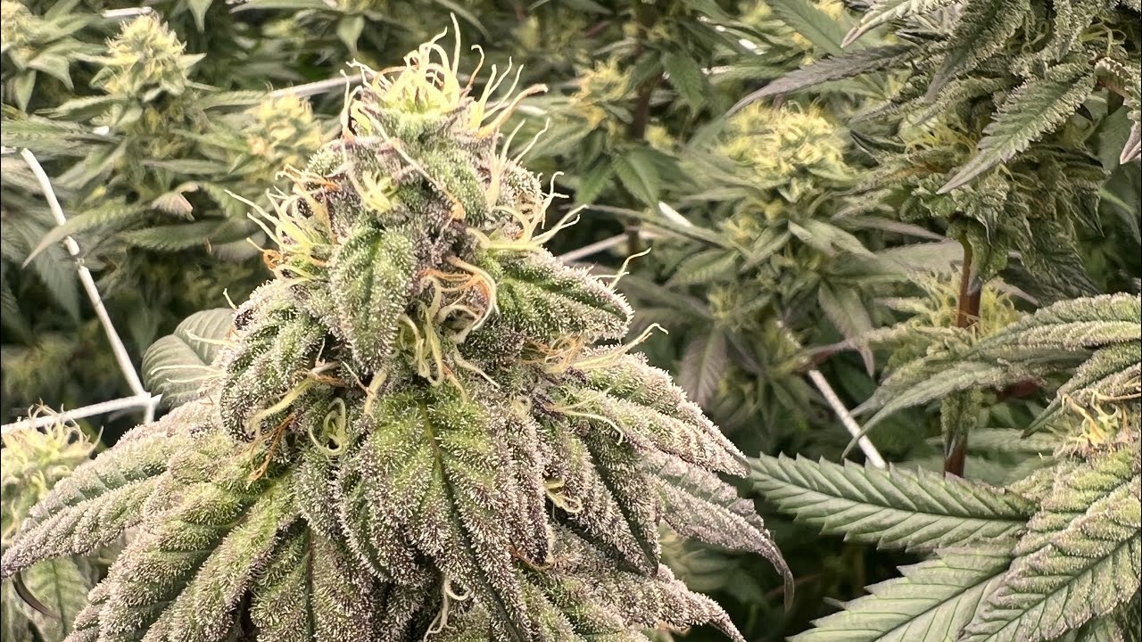 Week 6 of flower, indoor grow 2023