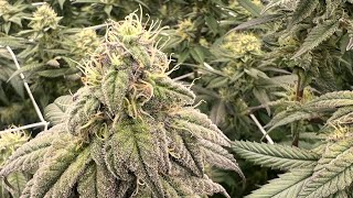 Week 6 of flower, indoor grow 2023