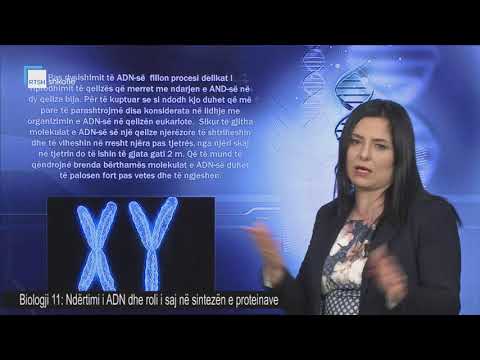 Video: Si ndahet ADN-ja përsëritëse?