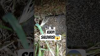OTLARIN ARASINDA KİRPİ 🦔😮#keşfet #kirpi #youtubeshorts #viral