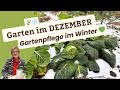 Gartenarbeiten im Dezember - So bleibt dein Garten fit im Winter🌿❄️