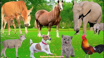 Farm Animal Life: Puppy, Chicken, Rabbit, Horse, Duckling, Cat, Sheep, Cow – Animal Sounds