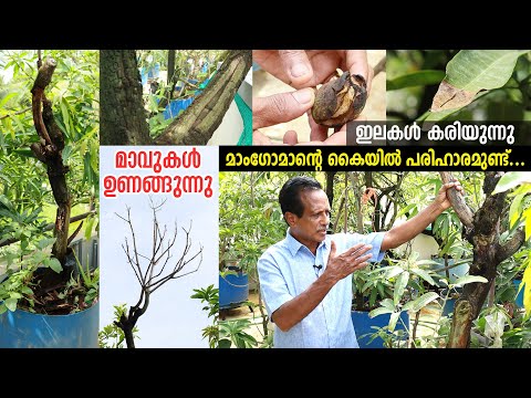 ഇലകൾ കരിയുന്നു | മാവുകൾ ഉണങ്ങുന്നു | മാം​ഗോമാന്റെ കൈയിൽ പരിഹാരമുണ്ട് | Leaf Burn Disease SOLUTIONS