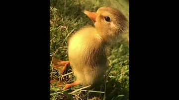 صوت بطةصغيرةTheSoundOfALittleDuck 