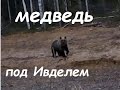 2016 05 04 медведь под Ивделем