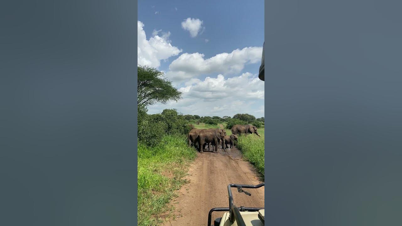 Elewana Tarangire Treetops