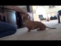 Cão se finge de morto de uma forma super divertida