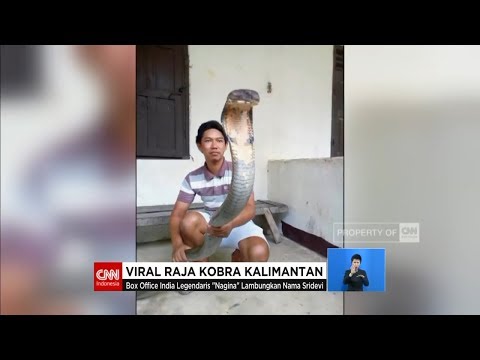 ular king kobra ular cobra terbesar ternyata ada di indonesia