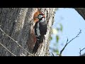 Great Spotted Woodpecker - Buntspecht - Dendrocopos major - hacking a cave