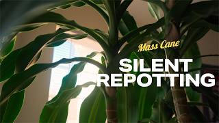 Silent Plant Repotting! | Mass Cane (Shot on Sony a6700)